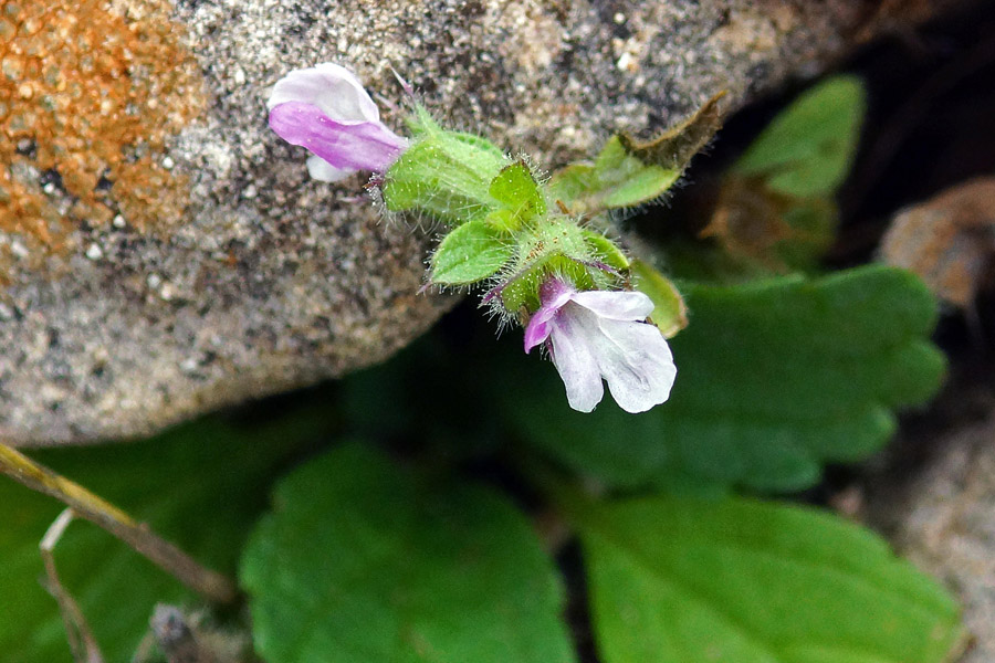Stachys salisii / Stregona di Salis